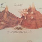Mary Mott's Podcasts