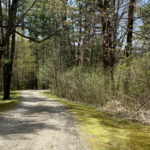homecoming Mary Mott Writes