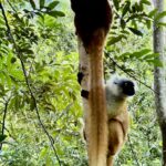 Two monkeys on a tree curiously looking at the green plants.