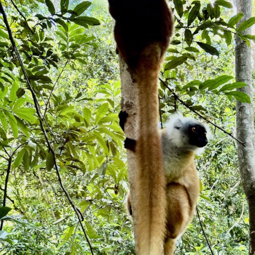Two monkeys on a tree curiously looking at the green plants.