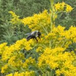 Bee pollinating on yellow plant.
