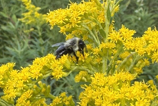 Bee pollinating on yellow plant.